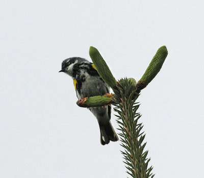 Yellow-rumped Warbler