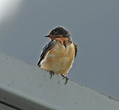 Barn Swallow