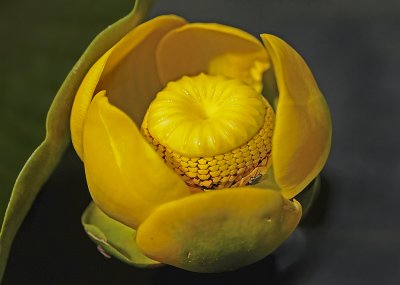Yellow Pond Lilly