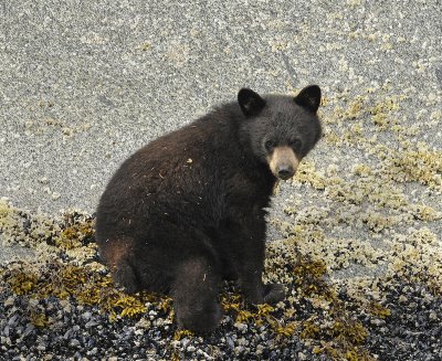 Black Bear