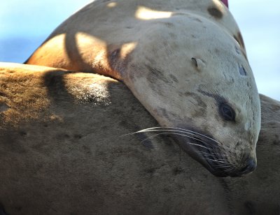 Steller Sea Lions