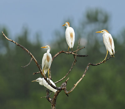Cattle Egrets