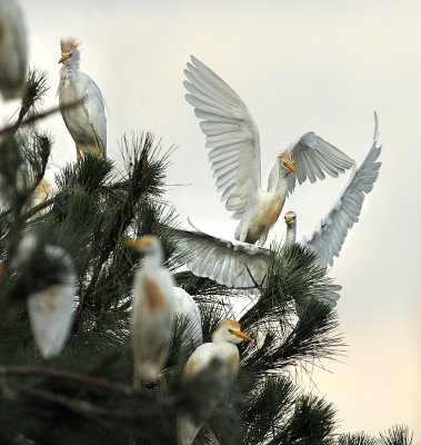 Cattle Egrets
