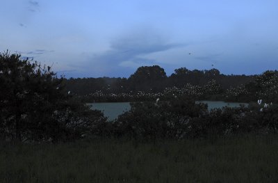 Cattle Egret Rookery at Dusk