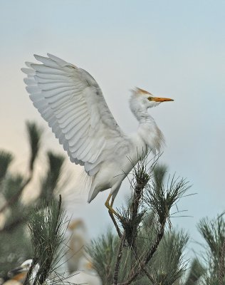 Cattle Egret Rookery