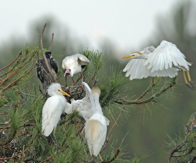 White Ibis Defending Nest