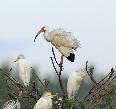 White Ibis and Cattle Egrets