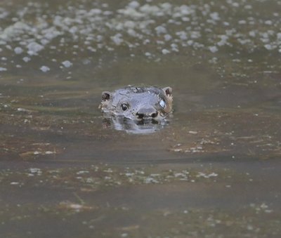 North American River Otter