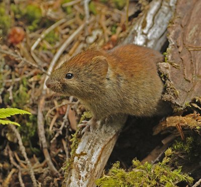 Gapper's Red-backed Vole