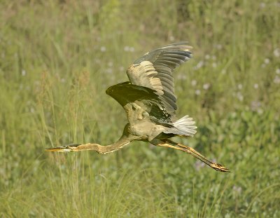 Juvenile in Flight