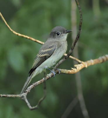 Probable Eastern Wood-pewee