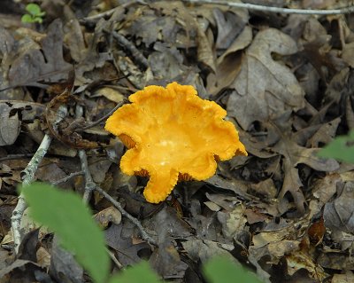Golden Yellow Mushroom