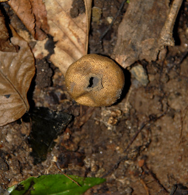 Puffball Fungus