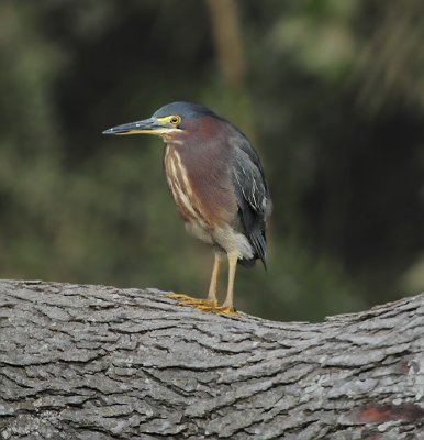 Adult