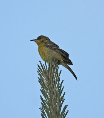 Orchard Oriole