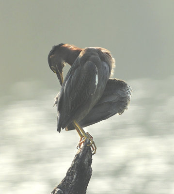 Adult Preening