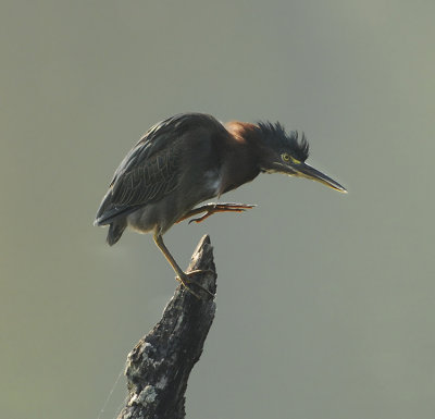 Adult