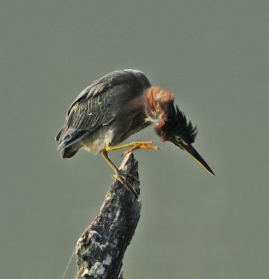 Adult Fishing