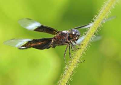 Widow Skimmer