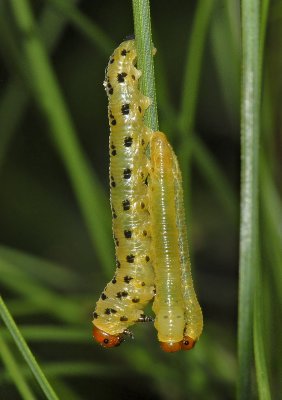 Red-headed Pine Sawfly Larvae