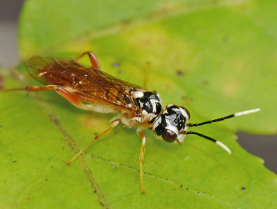 Sawflies, Horntails, & Wood Wasps
