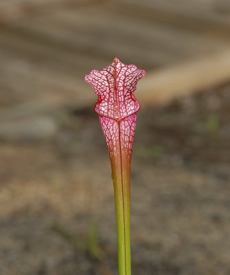 White-topped Pitcher Plant