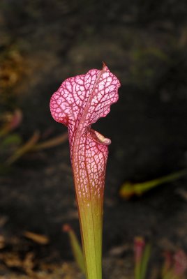 White-topped Pitcher Plant