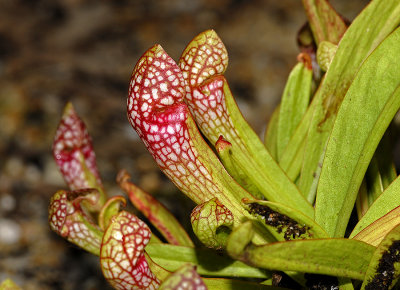 Parrot Pitcher Plant