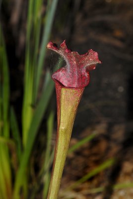 Red Pitcher Plant