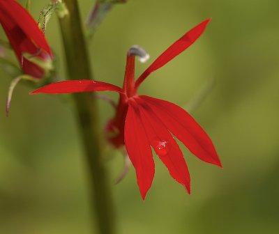 Cardinal Flower