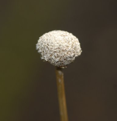 Pipewort