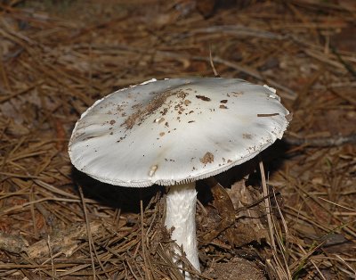 Mushroom