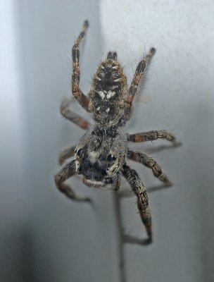 Phiddipus spp.