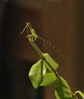 Bush Katydid Nymph