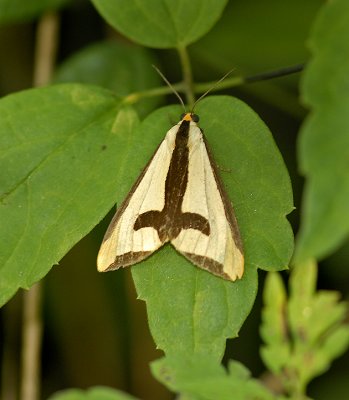Clymene Moth (8107)
