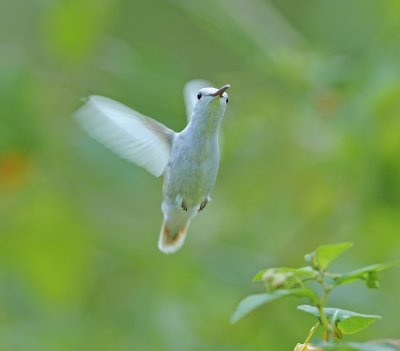 Leucistic Ruby-throated Hummingbird