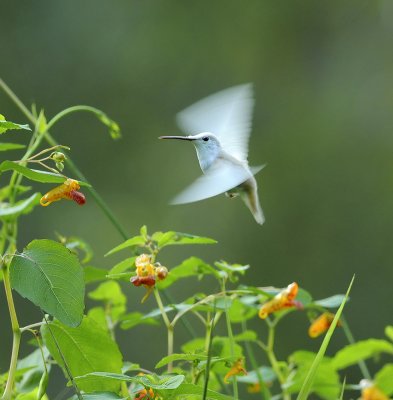 Leucistic Ruby-throated Hummingbird