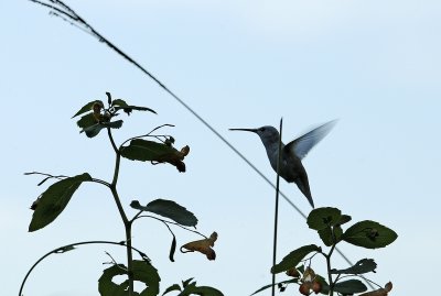 Leucistic Ruby-throated Hummingbird at the End of the Day