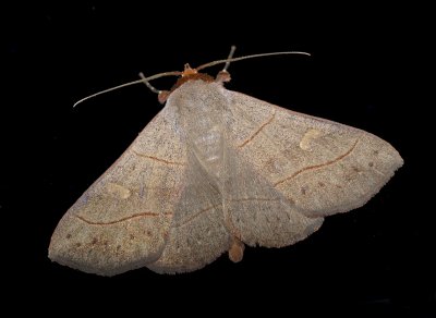 Red-lined Panopoda Moth (8587)