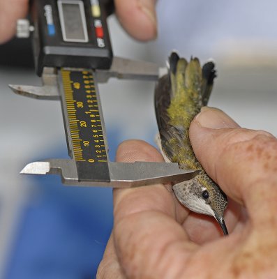 Ruby-throated Hummingbird measurements