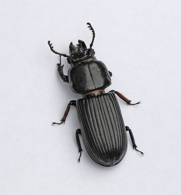 Horned Passalus Beetle (Patent Leather Beetle)