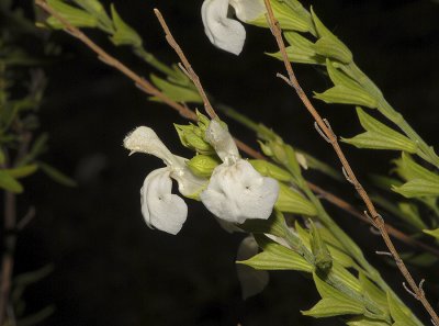 White Flower visited by Leucistic Hummingbird