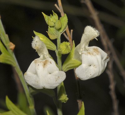 White Flower visited by Leucistic Hummingbird