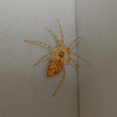 A type of Wall Spider (Family Oecobiidae)
