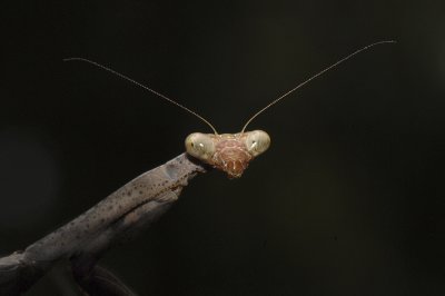 Carolina Mantid 