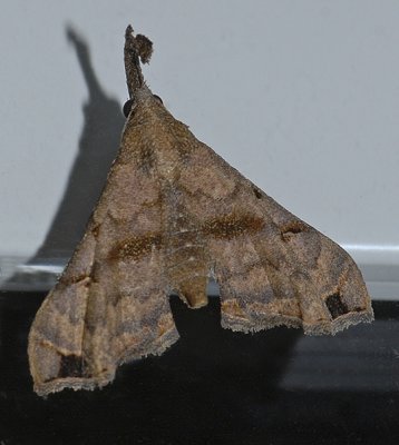 Faint-spotted Palthis Moth 8398