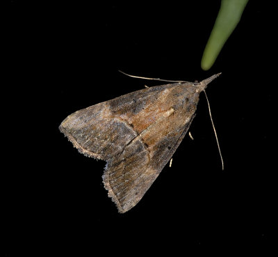 Green Cloverworm Moth 8465