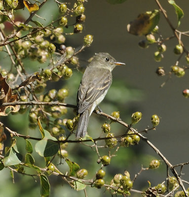 Eastern Wood Pewee