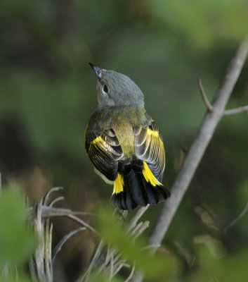 American Redstart