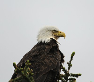 Adult